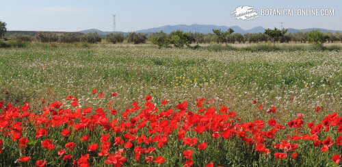 Foto de amapolas en el campo en primavera 