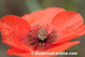 detalle flor de amapola