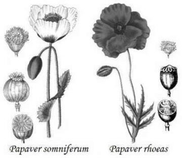 diferencia entre papaver somniferum rhoeas