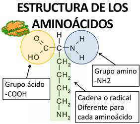 estructura quimica de los aminoacidos