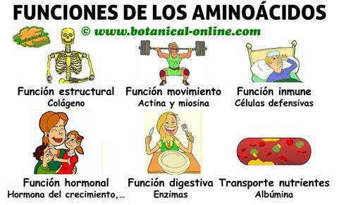 esquema de funciones de los aminoacidos en el cuerpo y propiedades 