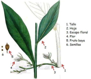 ilustración sobre las especies de cardamomo