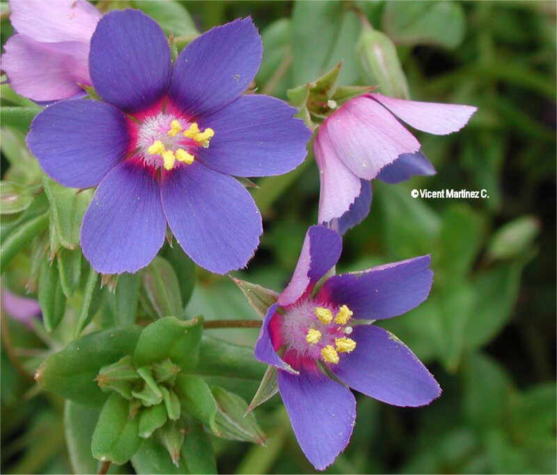 anagallis arvensis