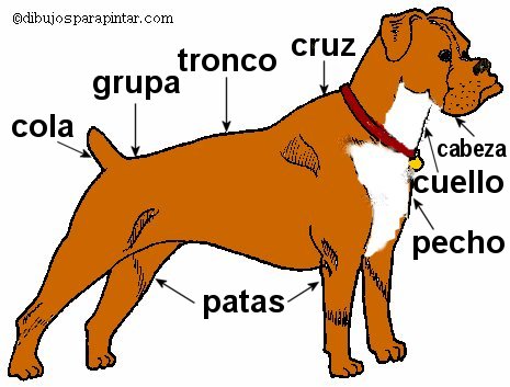 Partes del cuerpo del perro