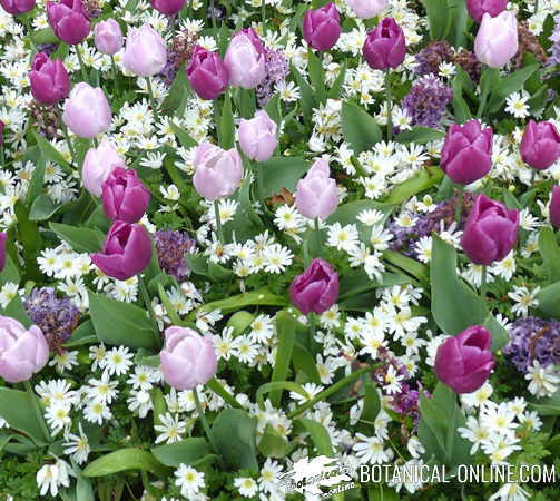 anemone blanda en jardineria