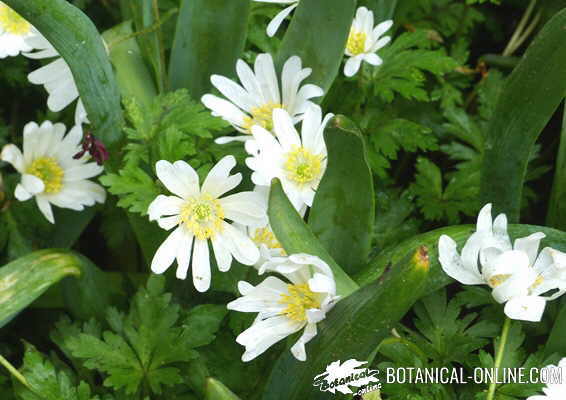 anemone blanda