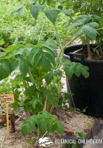 foto angelica archangelica cultivo