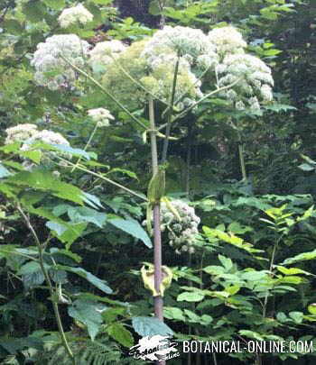 foto angelica archangelica silvestre