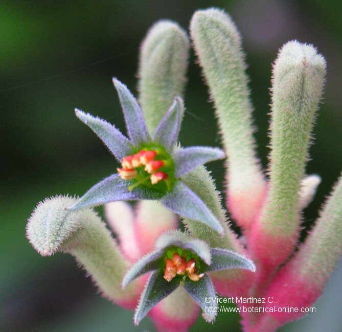 ANIGOZANTHOS FLAVIDUS FLOWER