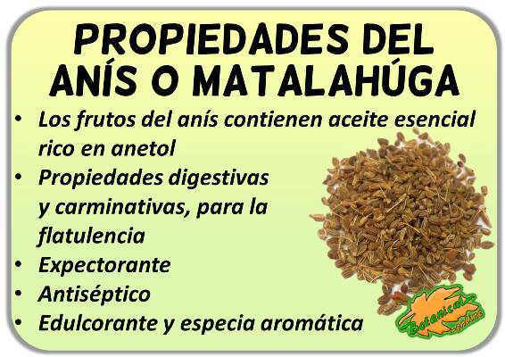 propiedades del anis verde o matalahuga y sus beneficios