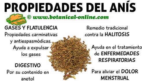 propiedades del anis, planta medicinal