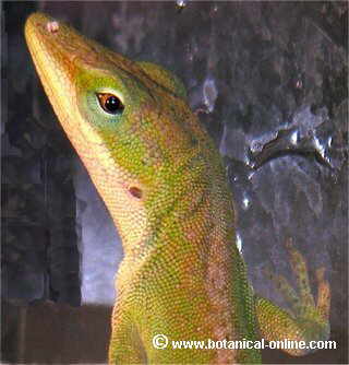 Anolis verde