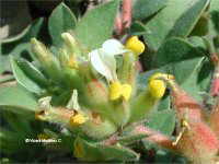 ANTHYLLIS