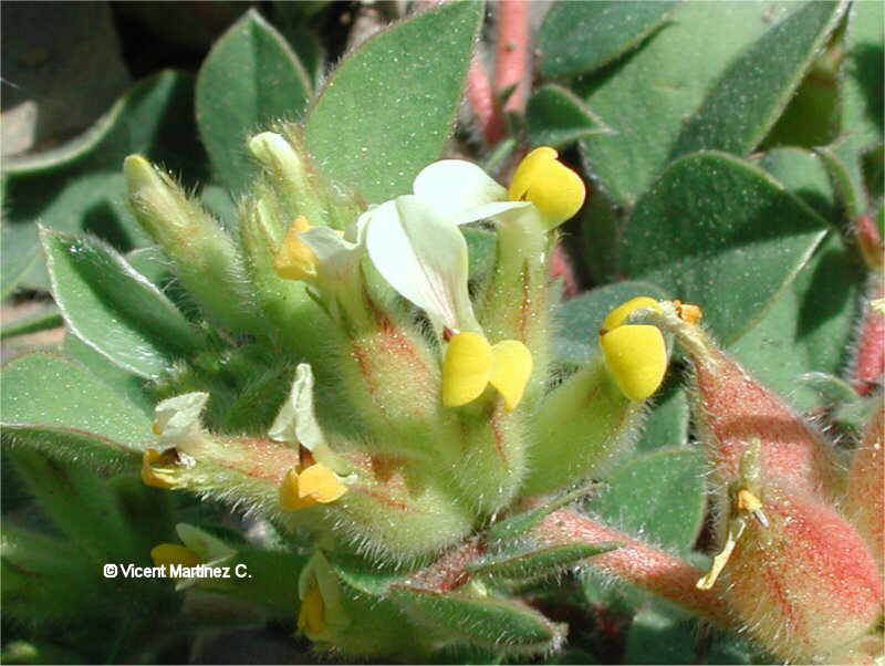 Anthyllis tetraphylla