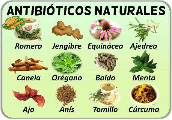 Remedios antibioticos naturales con plantas medicinales