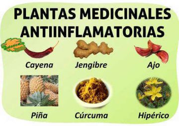 Plantas Antiinflamatorias para Articulaciones: Un Enfoque Natural para Aliviar el Dolor y la Inflamación