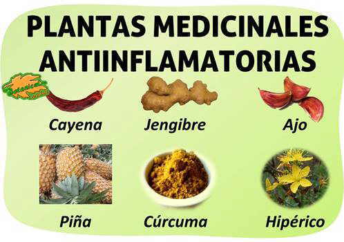 plantas medicinales antiinflamatorias remedios caseros piña (bromelina), jengibre, cúrcuma, aceite de hipérico (hierba de San Juan), cayena (capsaicina) y ajo