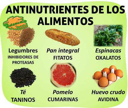 lista antinutrientes de los alimentos, taninos, inhibidores de proteasas, fitatos, oxalatos, taninos, cumarinas y avidina del huevo