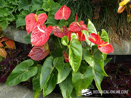 Cultivo y cuidados del anturio (Anthurium) – Botanical-online