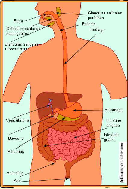 Aparato digestivo