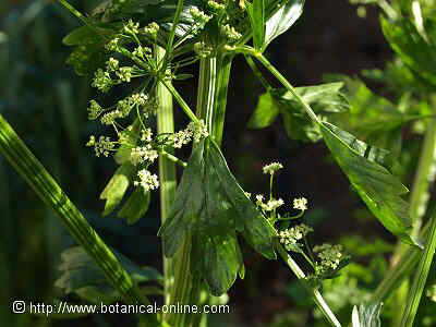 hojas, tallos y flores de apio