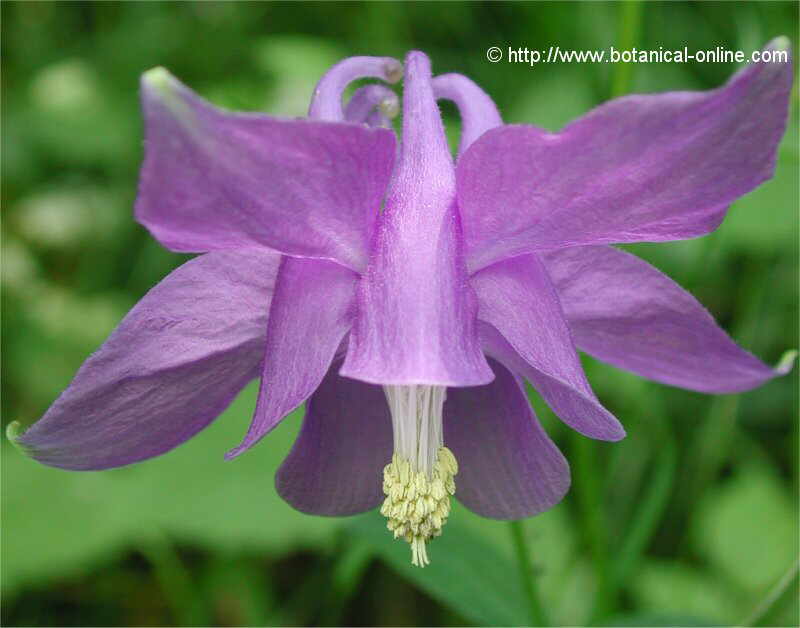 Aquilegia vulgaris