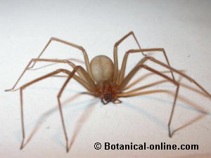 araña violinista