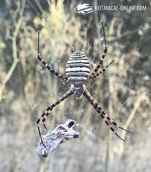 argiope fasciata