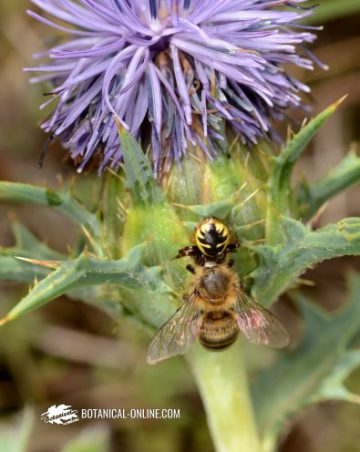 araña napoleón