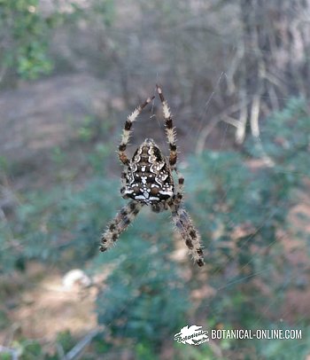 Araña de jardín europea