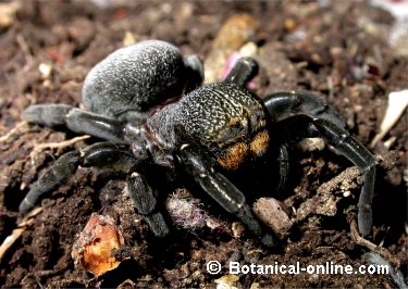 araña mariquita