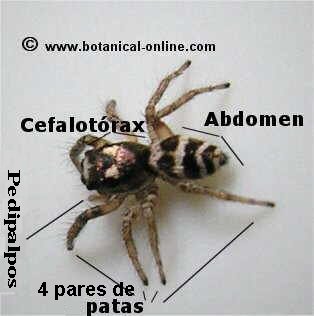 Araña cebra