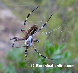 Araña comiendo