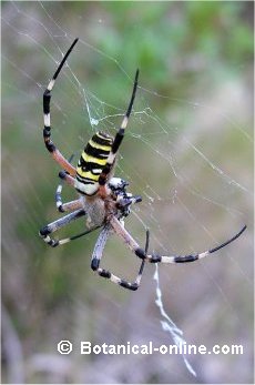 Araña tigre