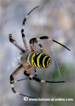 Araña tigre 