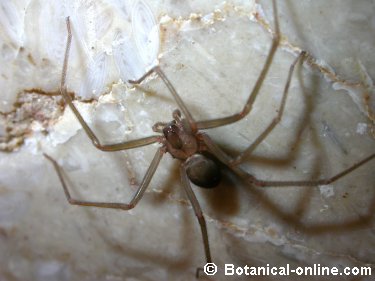 Araña reclusa