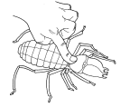 Dibujo de Araña Camello para colorear