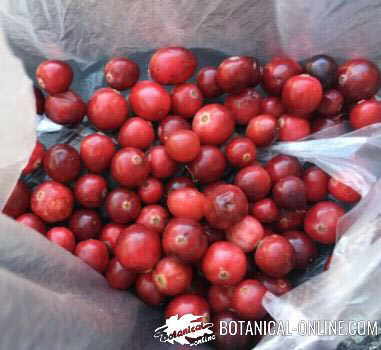 arandanos rojos astringentes