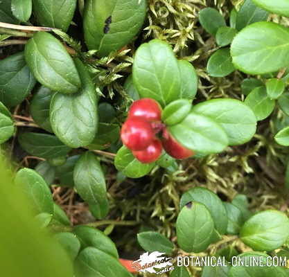 arandanos rojos planta vaccinum macrocarpon