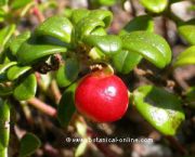 arandanos rojos