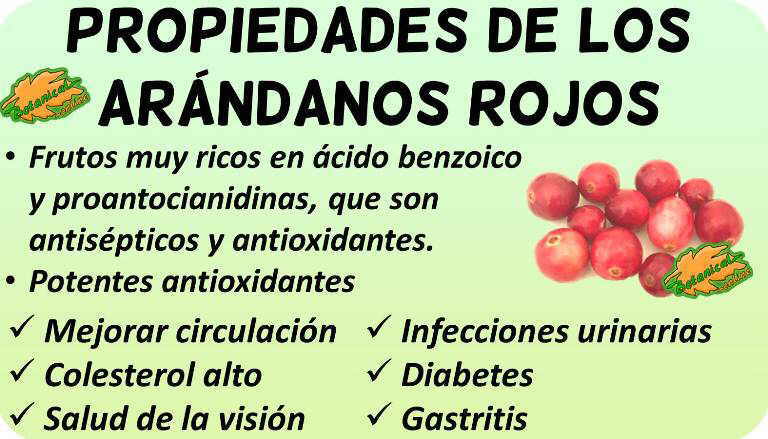 propiedades de los arandanos rojos cranberry y sus beneficios