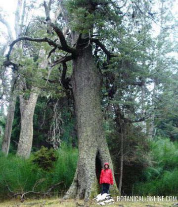 arbol gigante Nothofagus pumilio bariloche