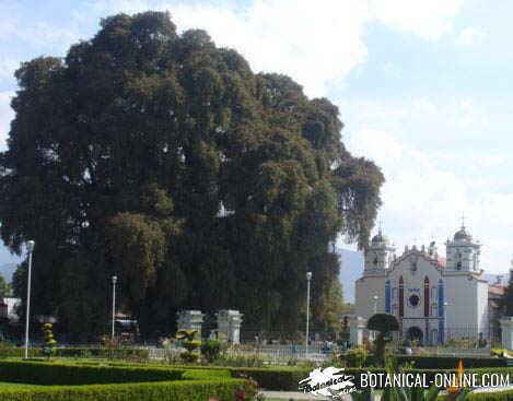 tule el arbol mas grande de mexico