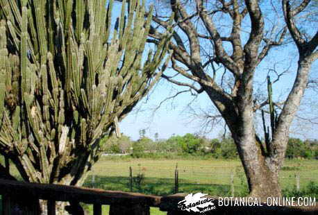 cactus grande tipo arbol