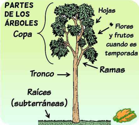 partes de los arboles ejercicio actividad niños