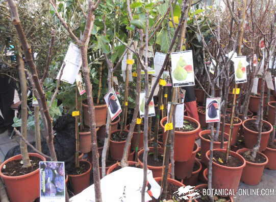 venta de arboles con maceta