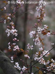 arbol florido