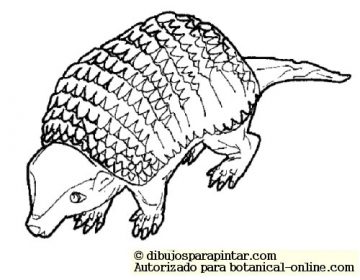 Armadillo gigante