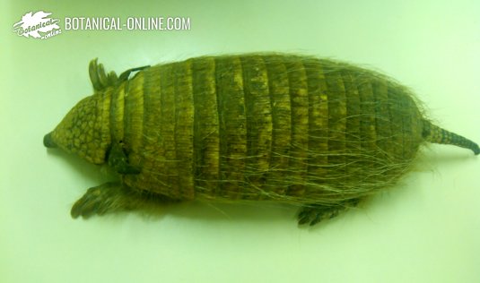 Armadillo