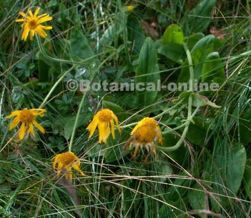 arnica montana flores planta con hojas